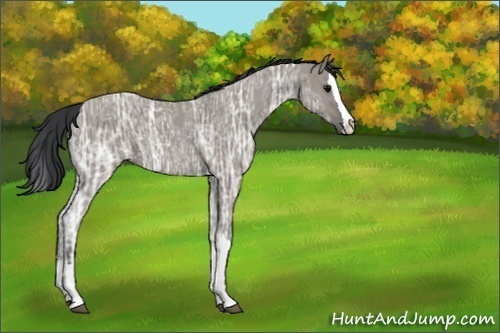 Horse Color:Unknown 