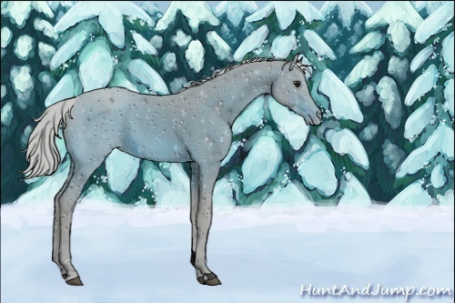 Horse Color:Unknown 
