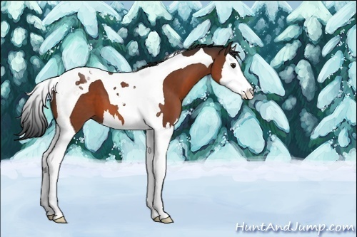 Horse Color:Unknown 