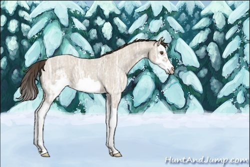 Horse Color:Unknown 