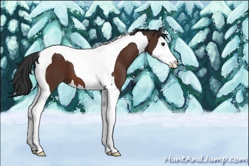 Horse Color:Unknown 