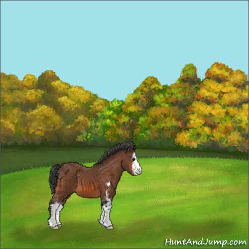 Horse Color:Unknown 