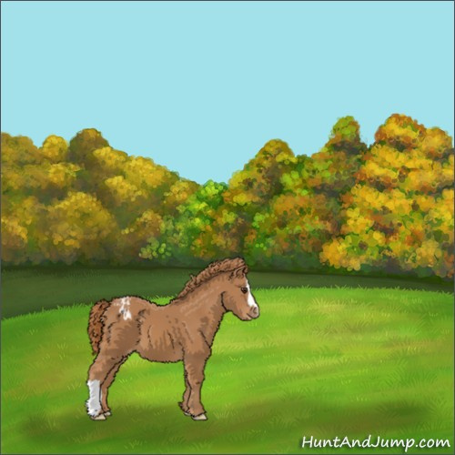 Horse Color:Unknown 