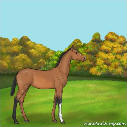 Horse Color:Unknown 