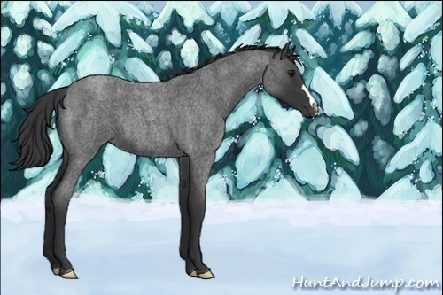 Horse Color:Unknown 
