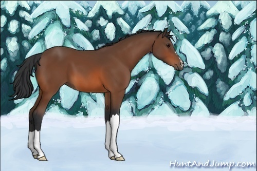 Horse Color:Unknown 