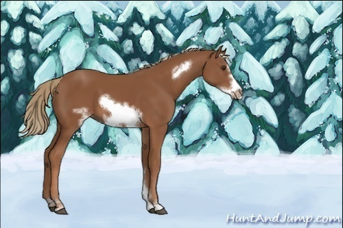 Horse Color:Unknown 