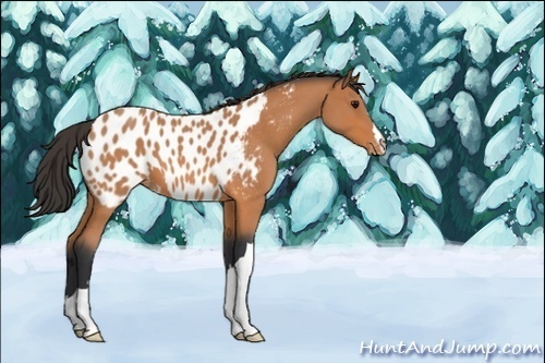 Horse Color:Unknown 