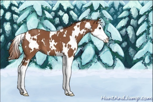 Horse Color:Unknown 