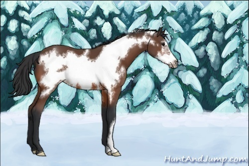 Horse Color:Unknown 