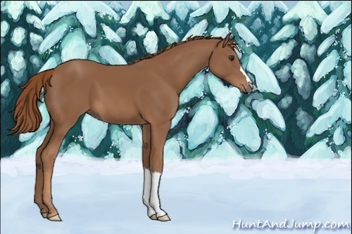 Horse Color:Unknown 