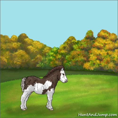 Horse Color:Unknown 