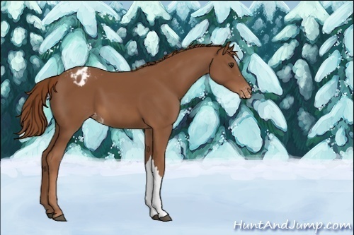 Horse Color:Unknown 