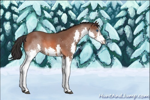 Horse Color:Unknown 