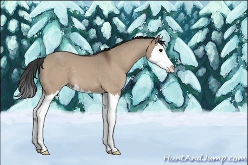 Horse Color:Unknown 