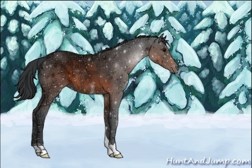 Horse Color:Unknown 