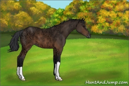 Horse Color:Unknown 