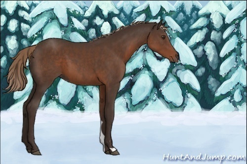 Horse Color:Unknown 