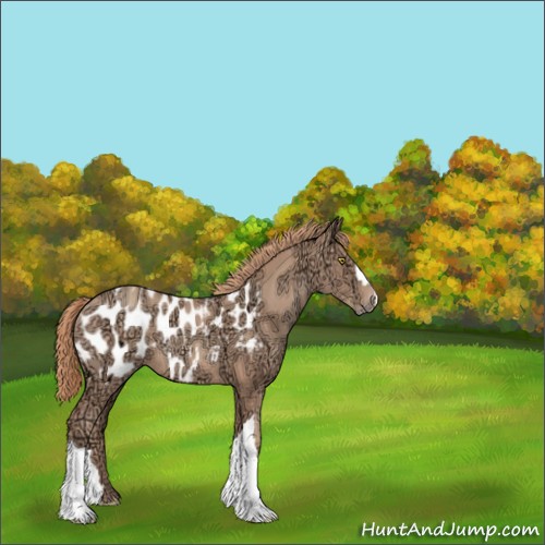 Horse Color:Unknown 