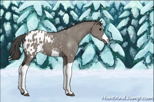 Horse Color:Unknown 