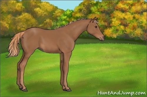 Horse Color:Unknown 