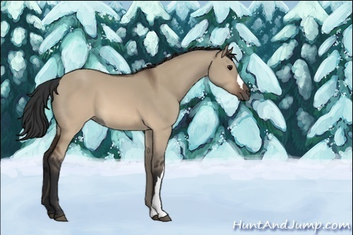 Horse Color:Unknown 