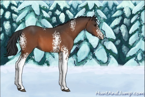 Horse Color:Unknown 