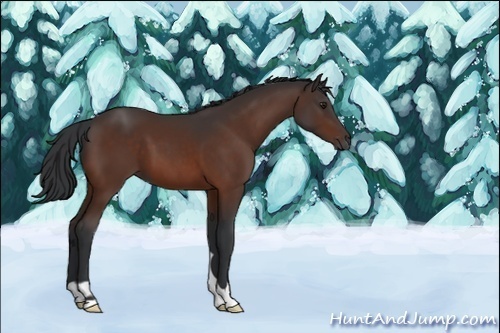 Horse Color:Unknown 