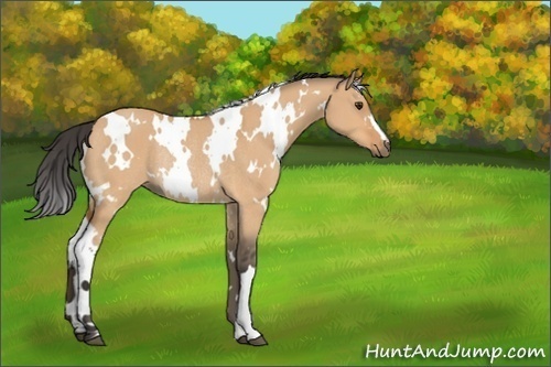 Horse Color:Unknown 