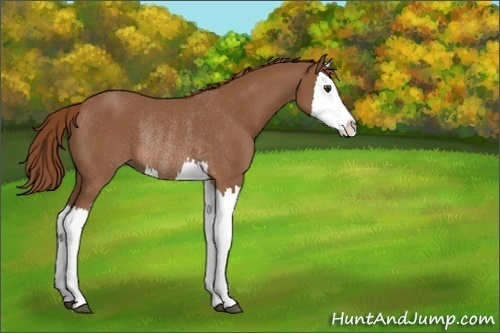 Horse Color:Unknown 