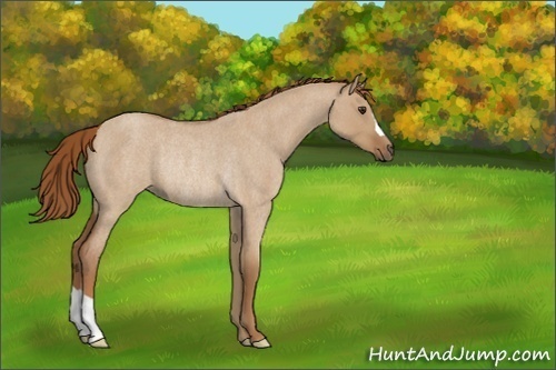 Horse Color:Unknown 