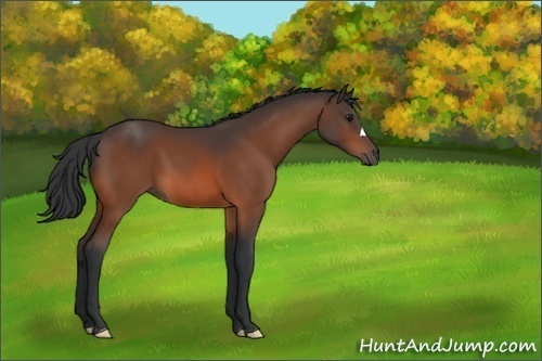 Horse Color:Unknown 