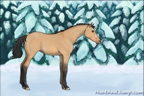Horse Color:Unknown 