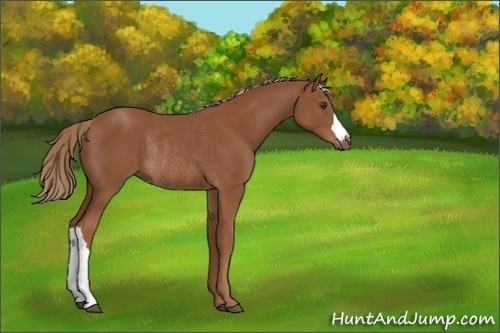 Horse Color:Unknown 