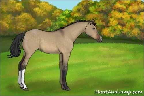 Horse Color:Unknown 