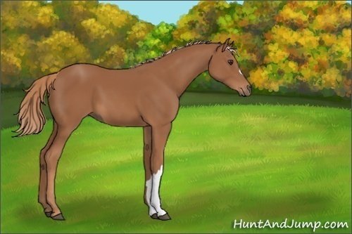 Horse Color:Unknown 