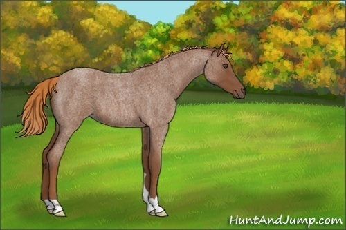 Horse Color:Unknown 