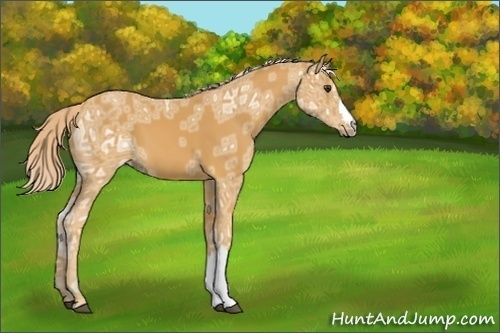 Horse Color:Unknown 
