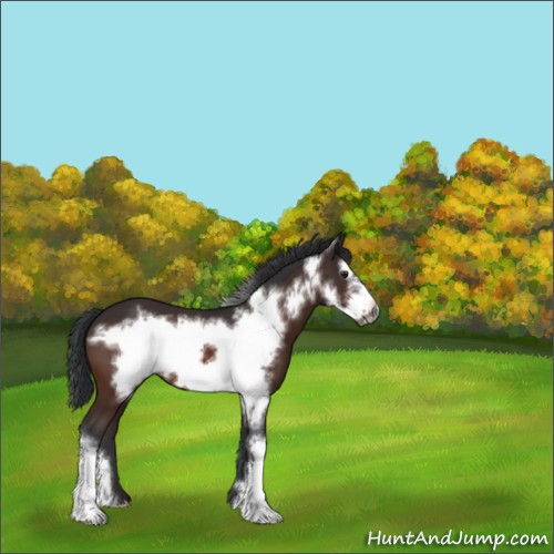 Horse Color:Unknown 