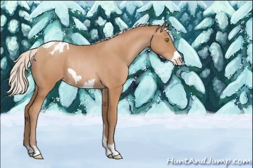 Horse Color:Unknown 