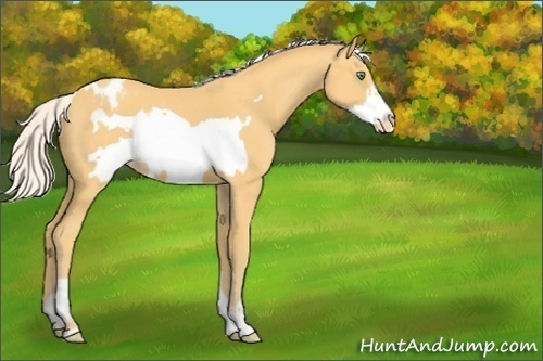 Horse Color:Unknown 