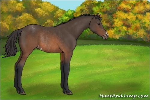 Horse Color:Unknown 