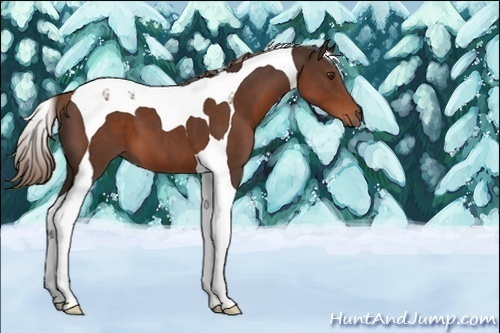 Horse Color:Unknown 