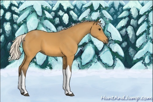 Horse Color:Unknown 