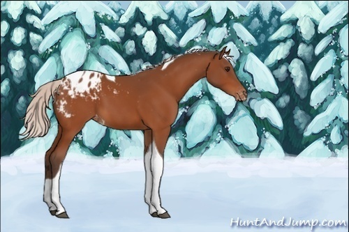 Horse Color:Unknown 