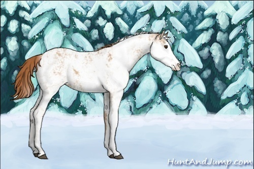 Horse Color:Red Dun Sabino 