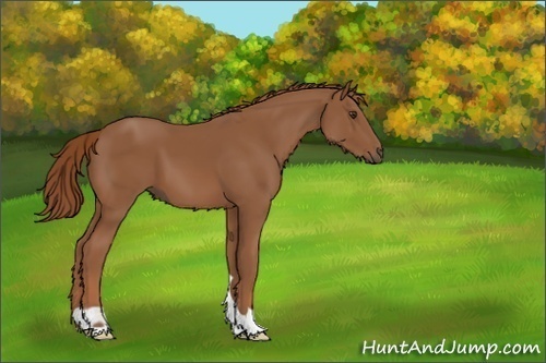 Horse Color:Chestnut 
