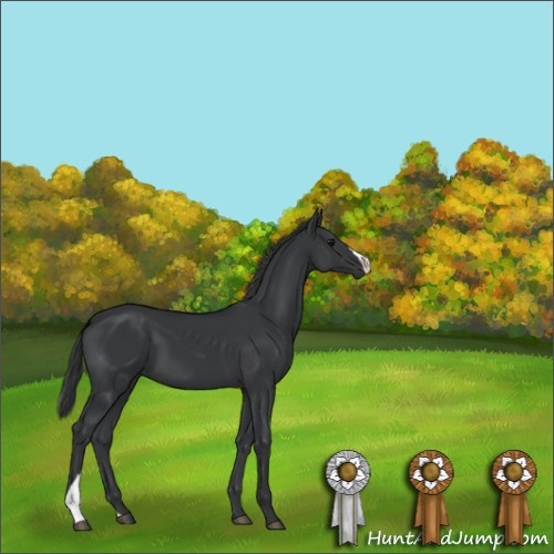 Horse Color:Black 