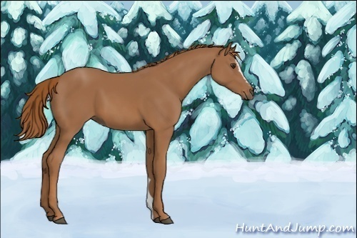 Horse Color:Chestnut Sabino 