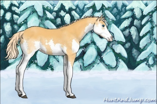 Horse Color:Palomino Splash 